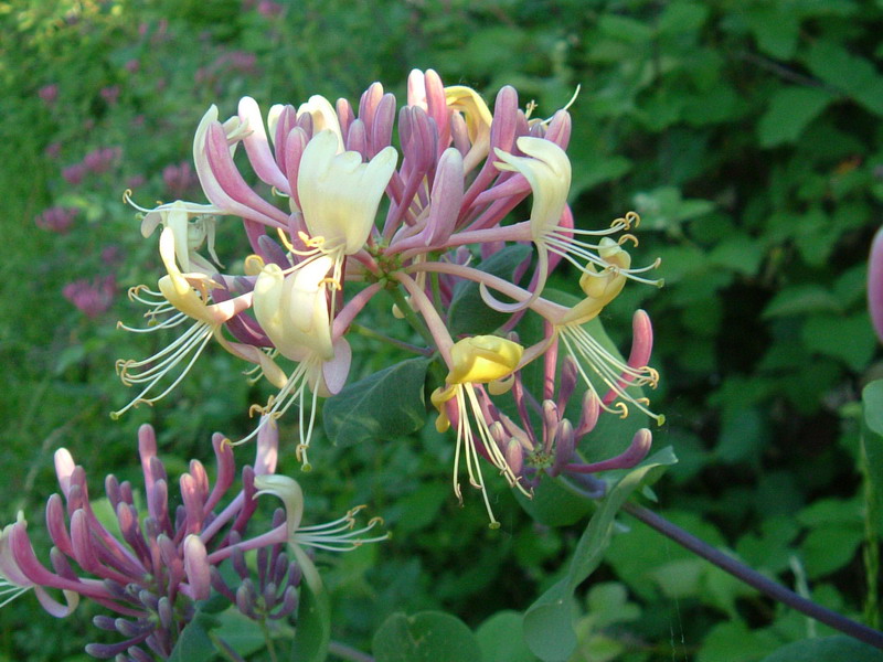 Lonicera caprifolium e L. etrusca